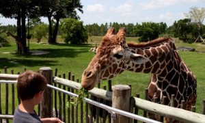 leukste dierentuinen. giraffe